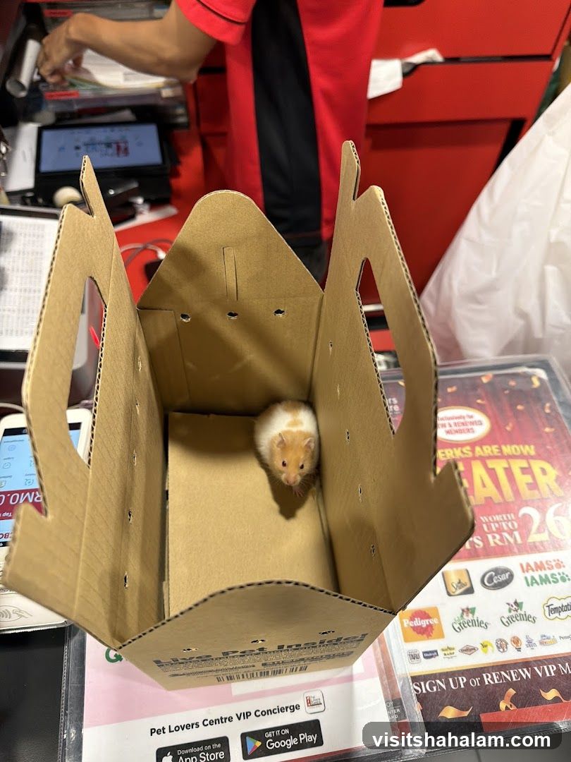 Hamster in a cardboard carrier