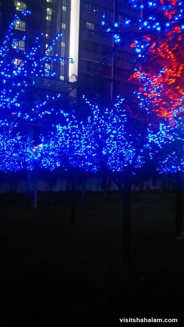 Trees decorated with blue and red lights