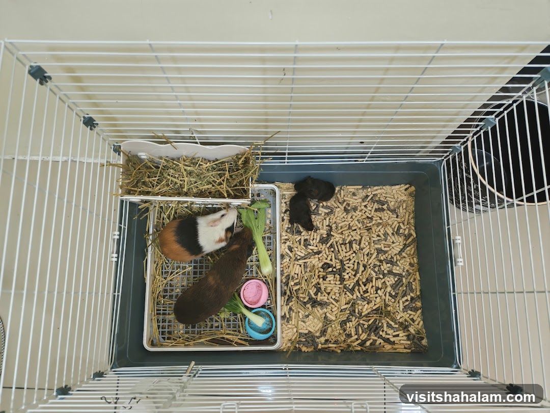 Pets Naturale
