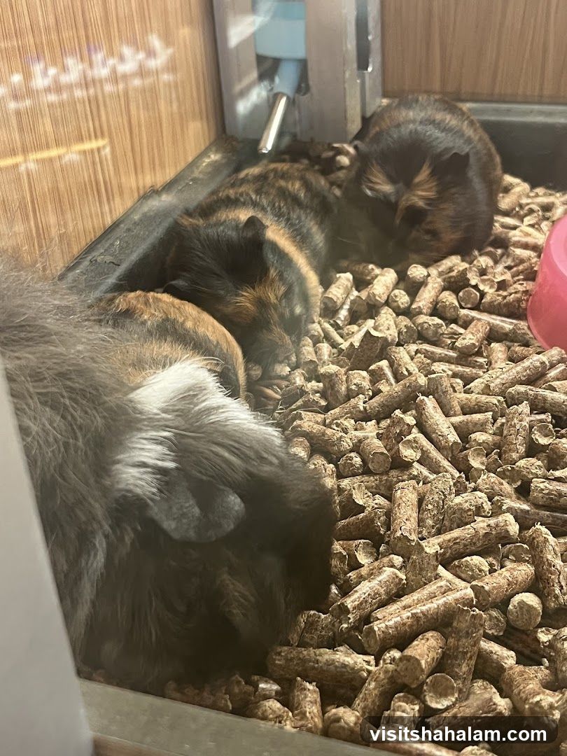 Pets Naturale