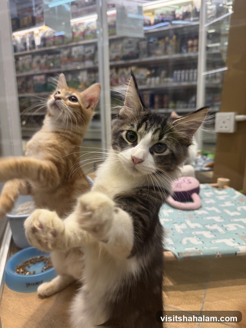 Kittens in a Pet Store