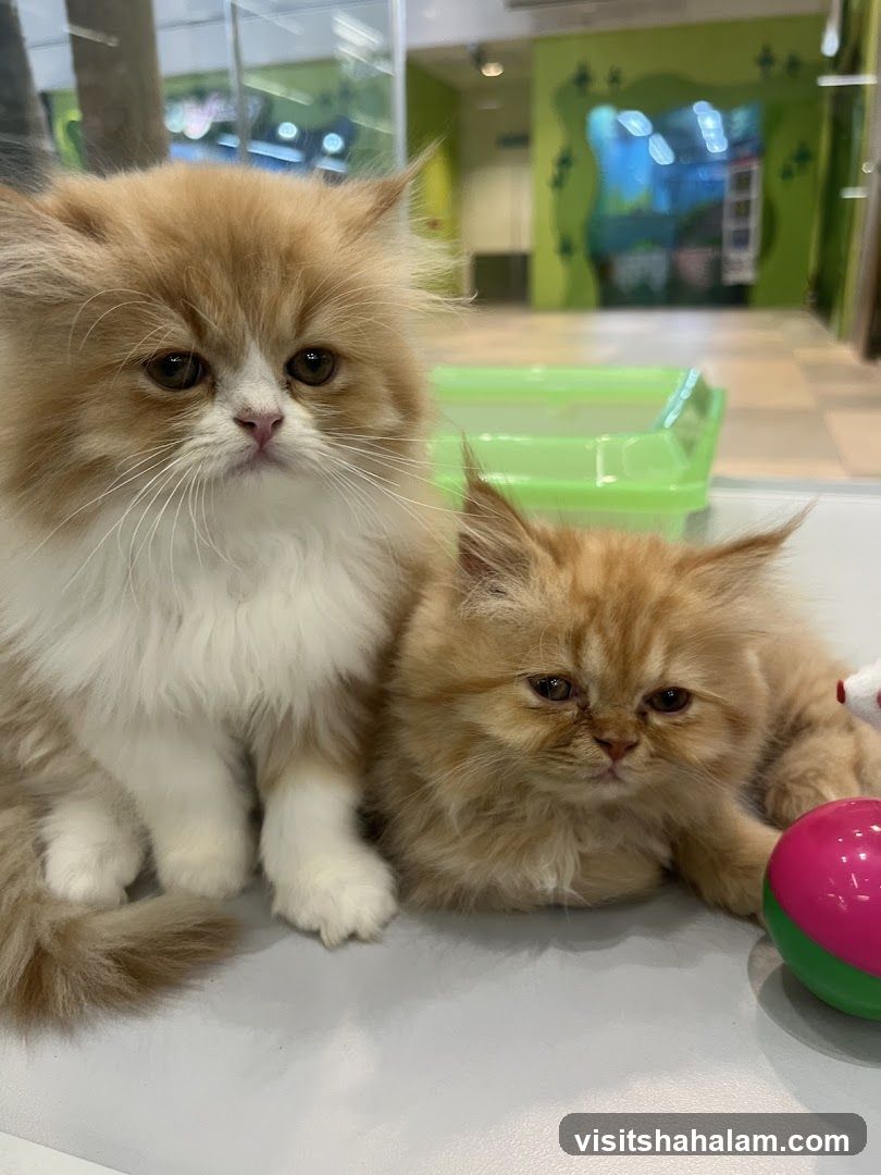 Two fluffy kittens