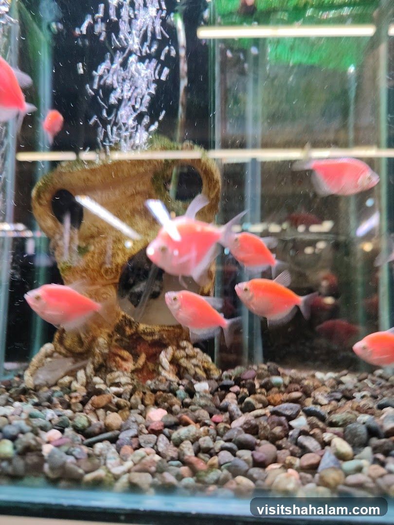 Pink Fish in Aquarium