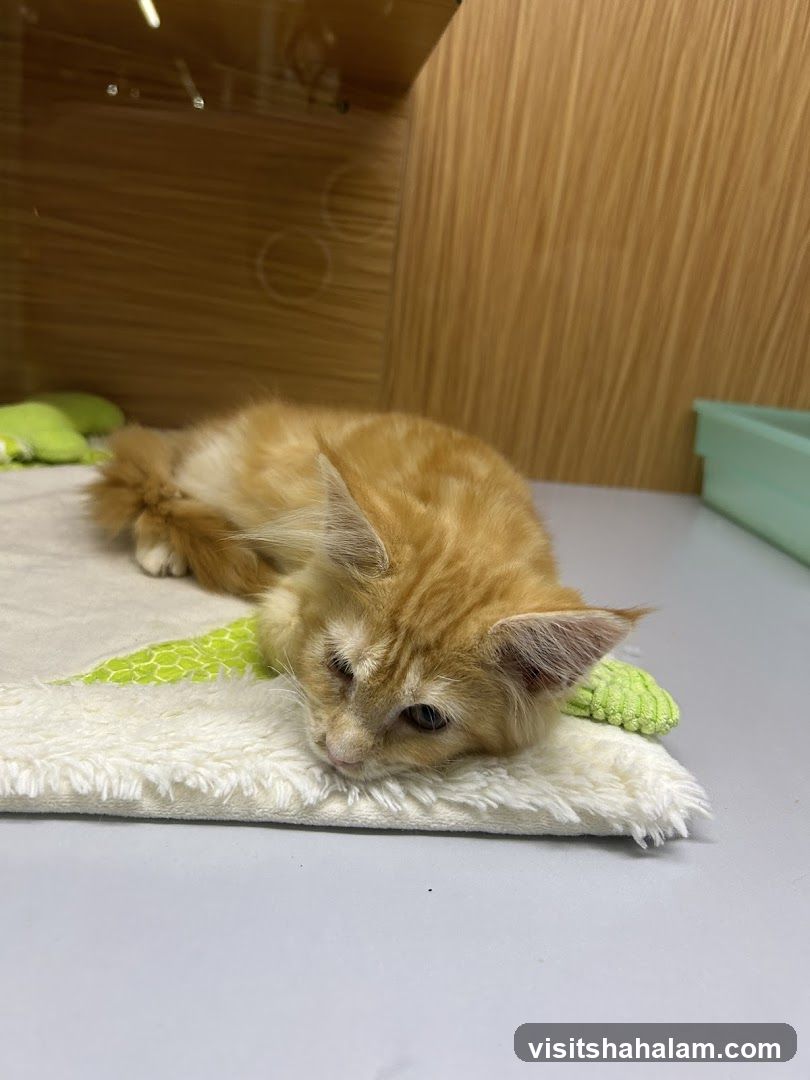Orange kitten resting