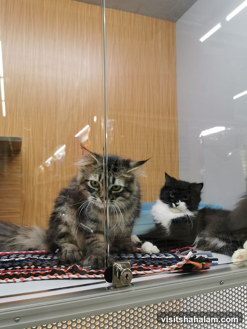 Cats in a Display Enclosure