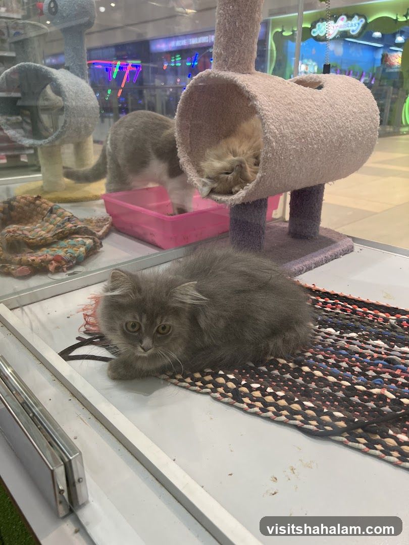 Kittens in a Pet Store