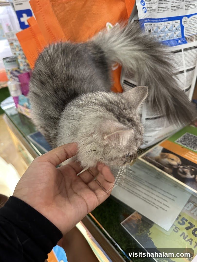Cat being petted