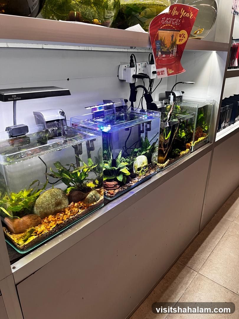 Aquarium Display