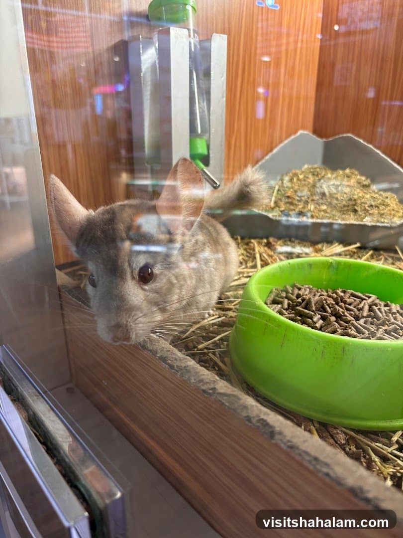 Chinchilla in enclosure
