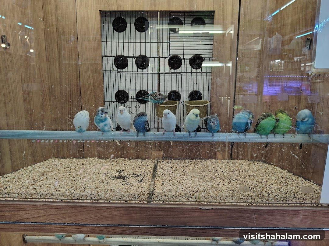 Budgies in a Pet Store Display