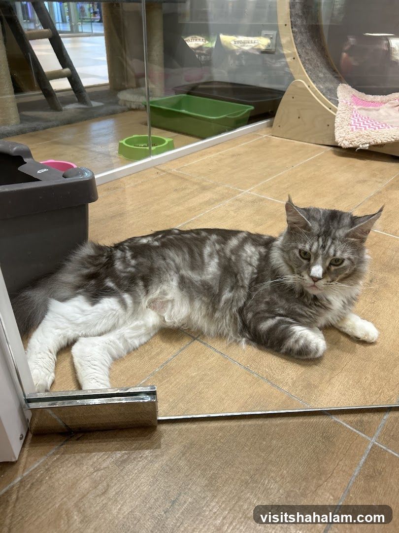 Cat in enclosure