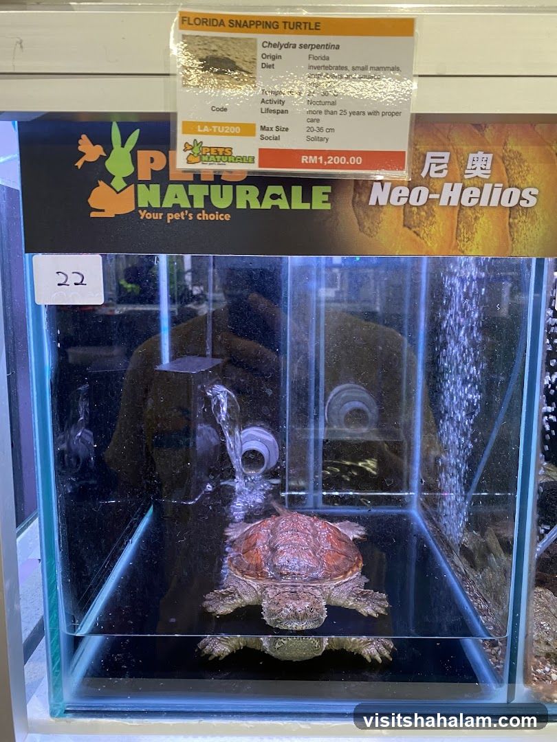 Florida Snapping Turtle for Sale