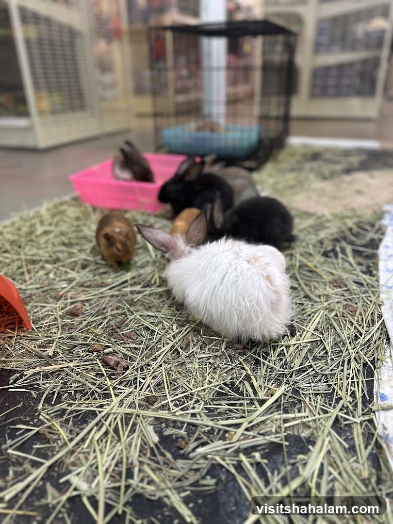 Rabbits and Guinea Pig