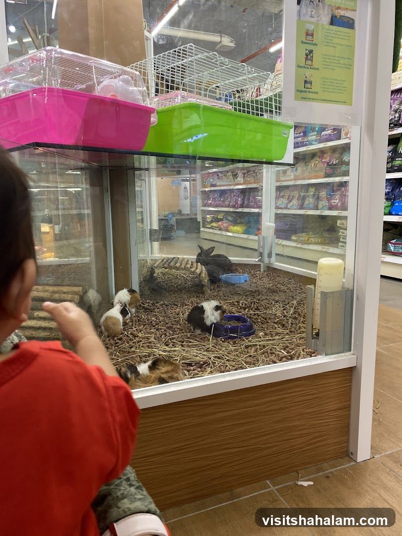 Pet Store Display