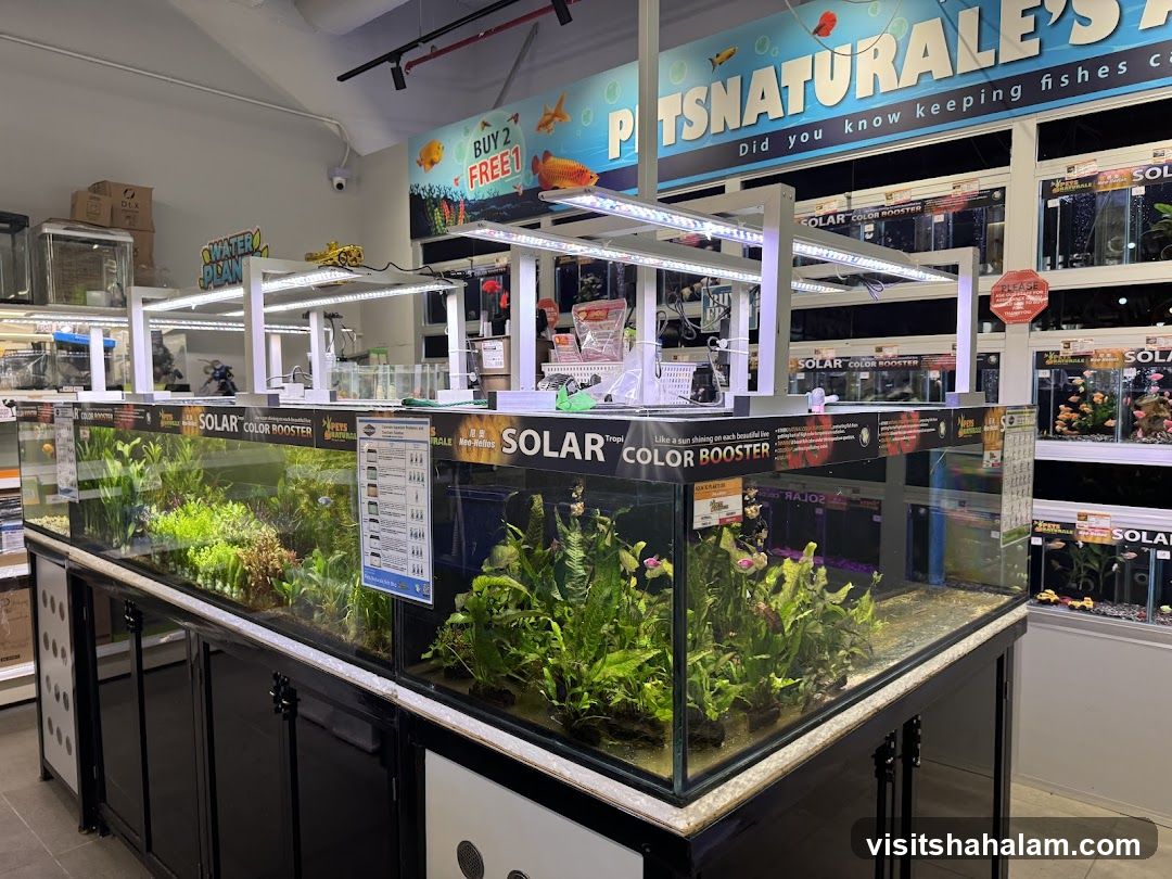 Pet Store Aquarium Display