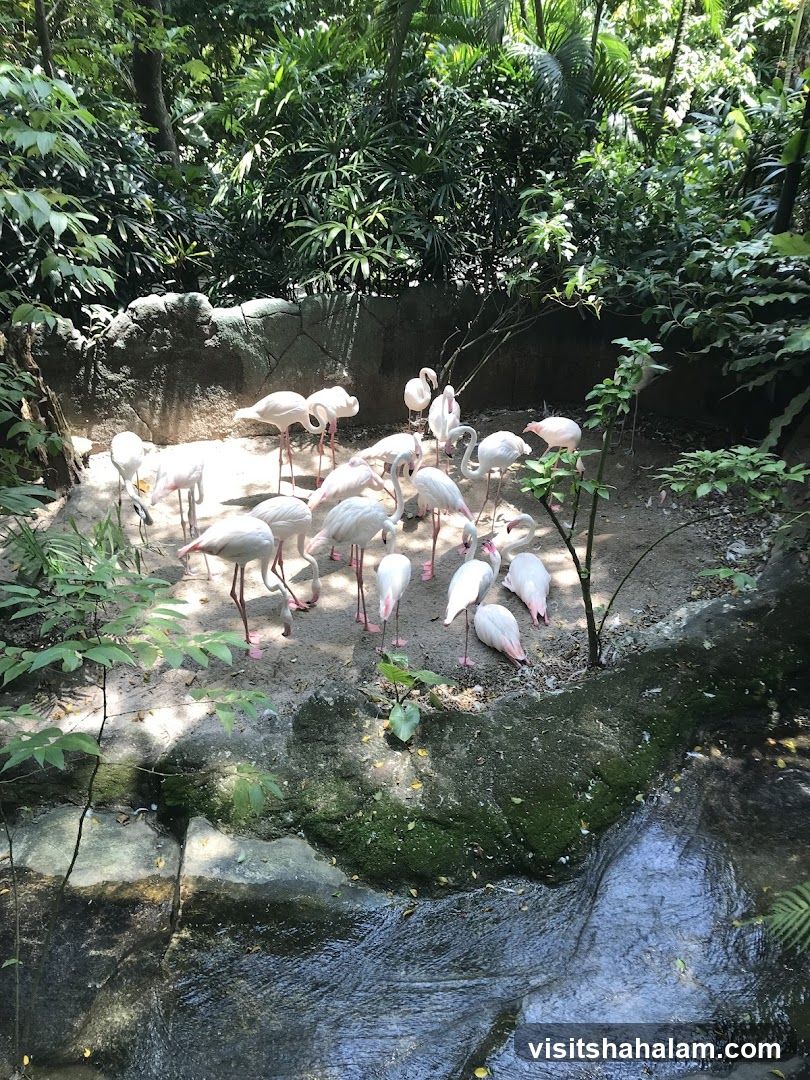 Flamingos in a Zoo Enclosure
