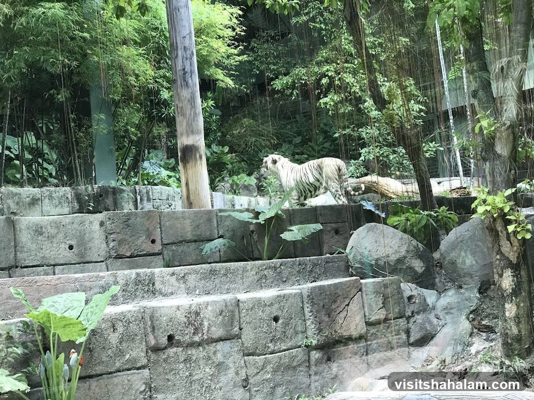 White Tiger in Enclosure