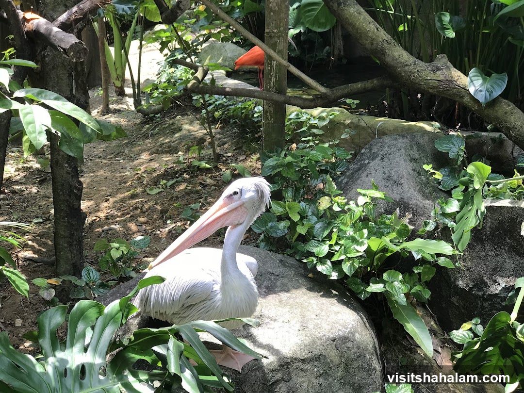 Pelican and Ibis in a Lush Enclosure