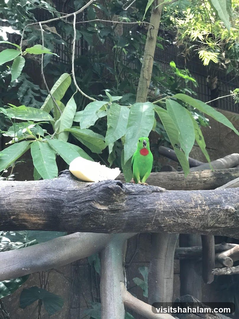 Green parrot with red throat
