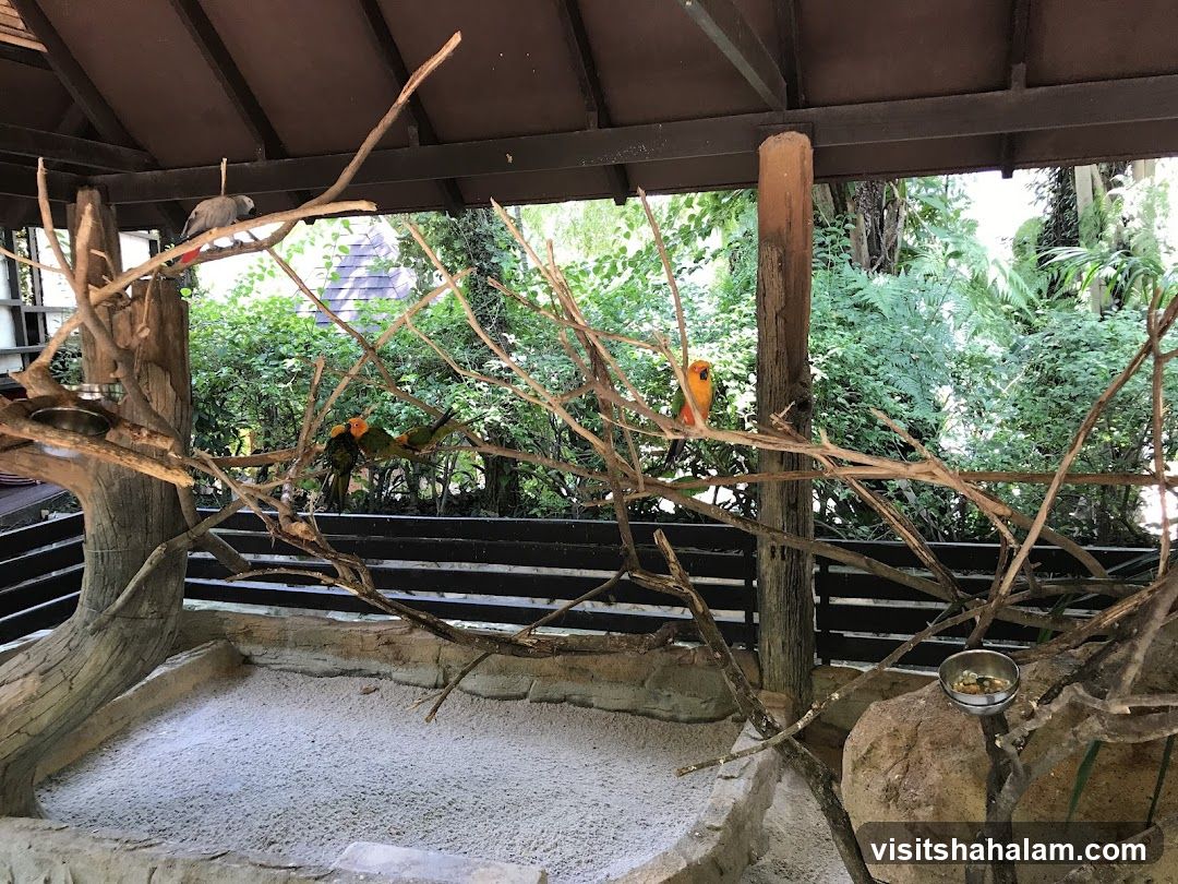 Aviary with Parrots