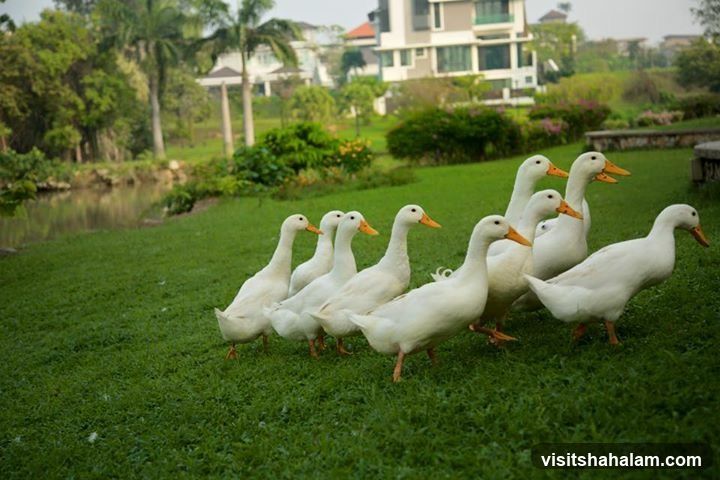 Ducks on a Lawn
