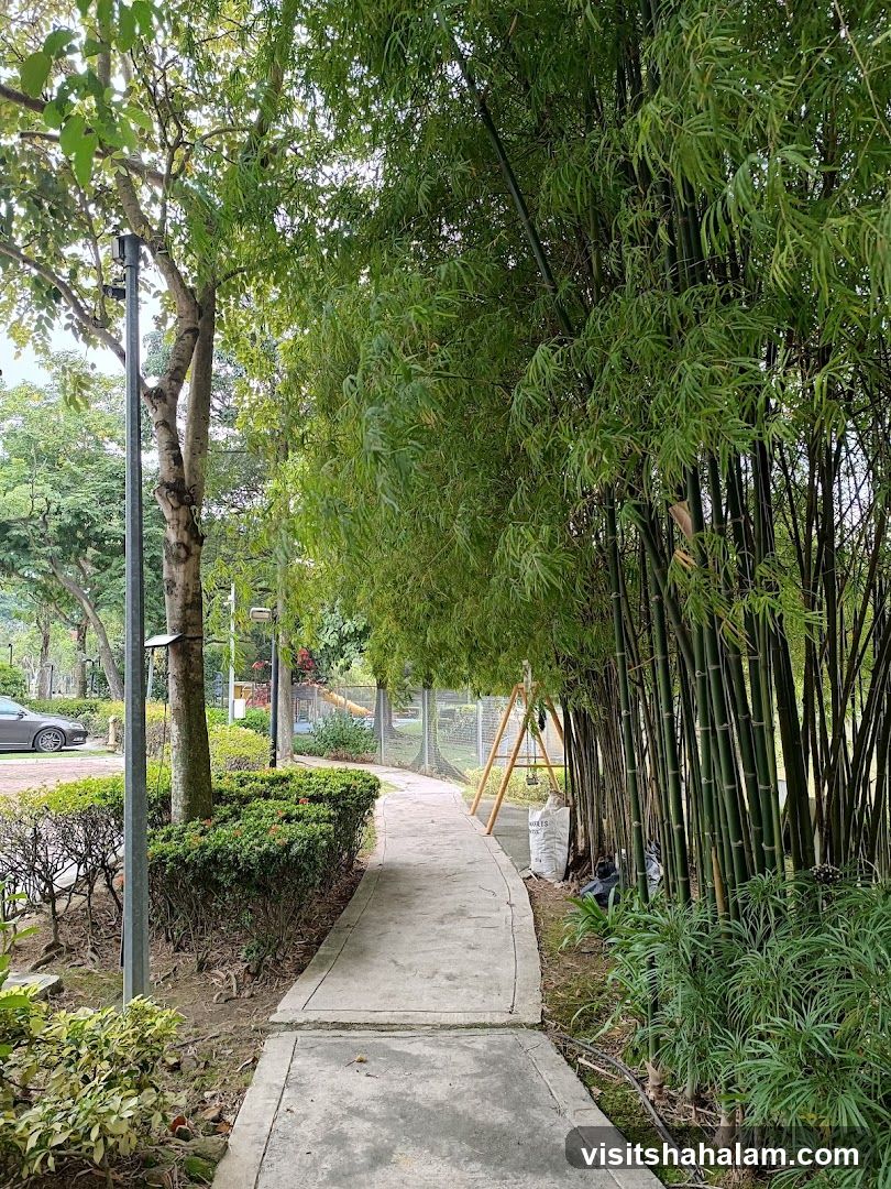 Pathway through a bamboo grove