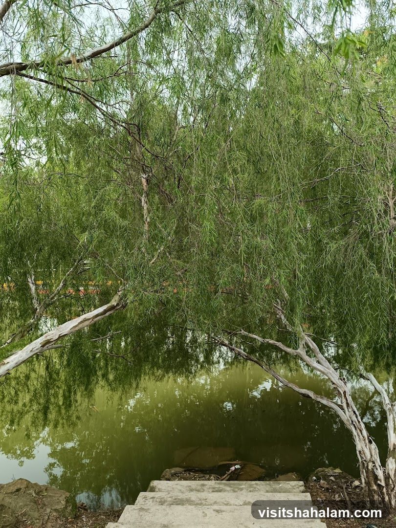 Weeping Willow Trees Overlooking a Pond