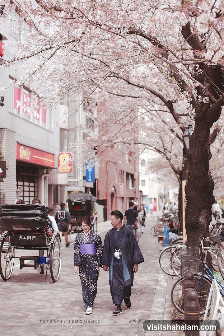 Couple in Kimonos Walking Under Cherry Blossoms