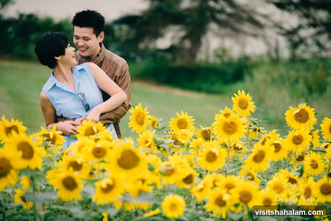 Couple in Sunflower Field