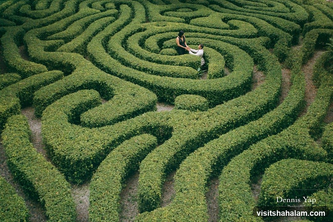 Couple in a Hedge Maze