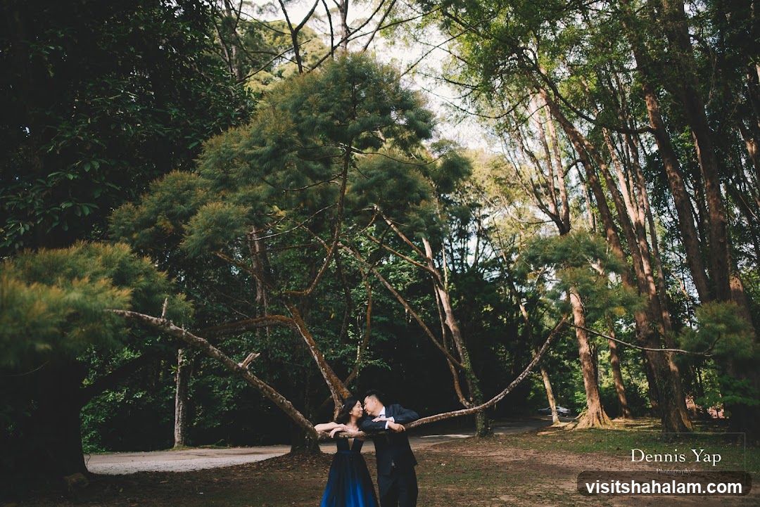 Couple in a Forest