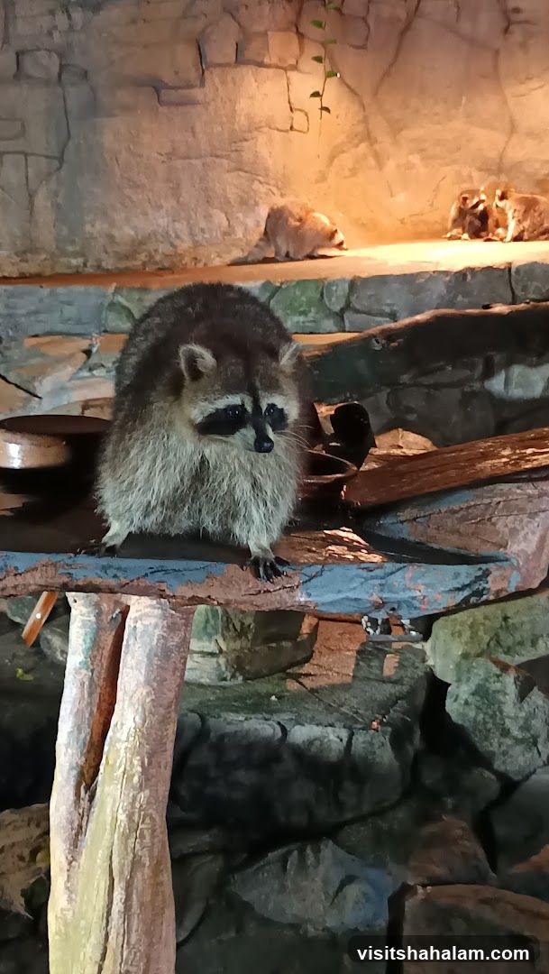 Raccoons in enclosure