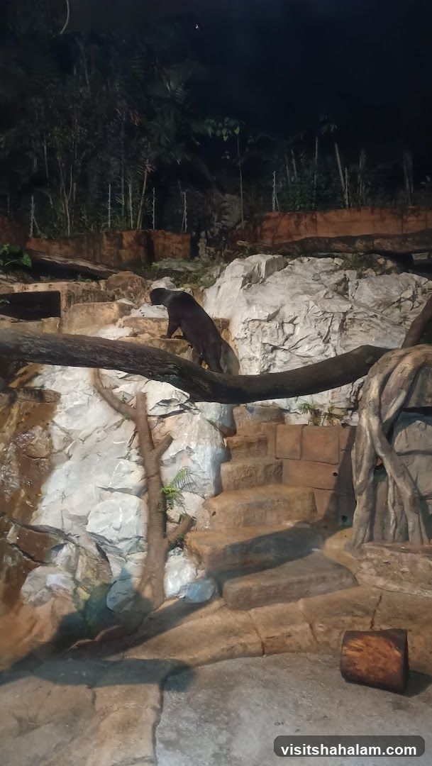 Otter climbing rocky stairs