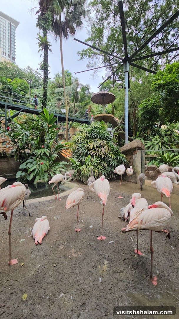 Flamingo enclosure