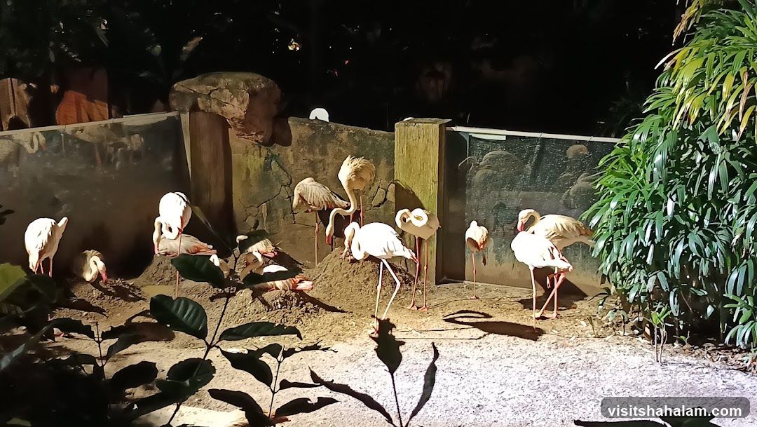 Flamingo enclosure at night