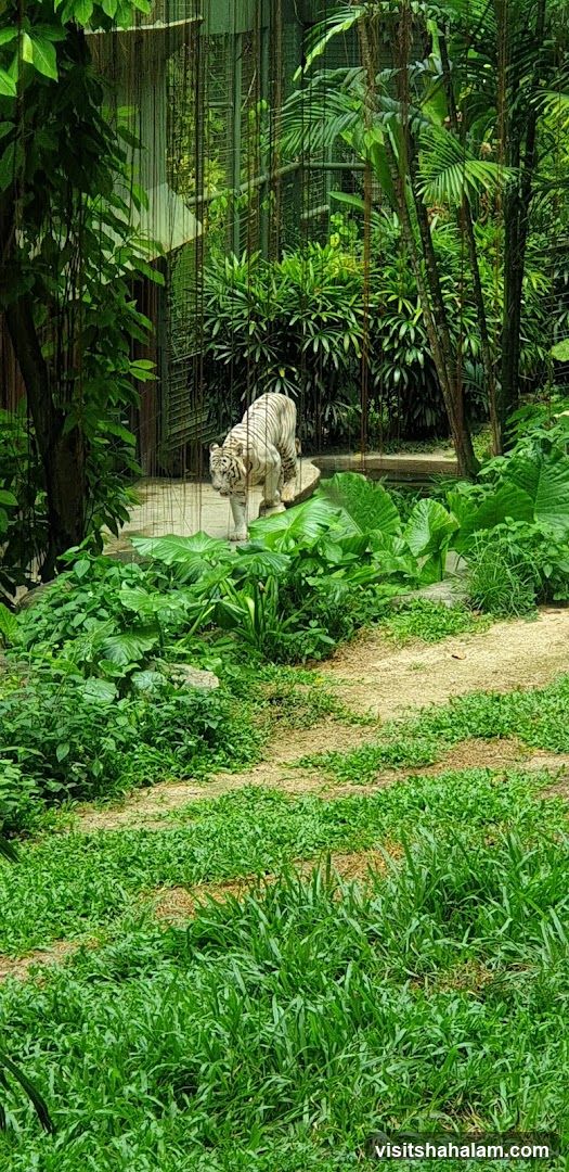 White Tiger in Lush Enclosure
