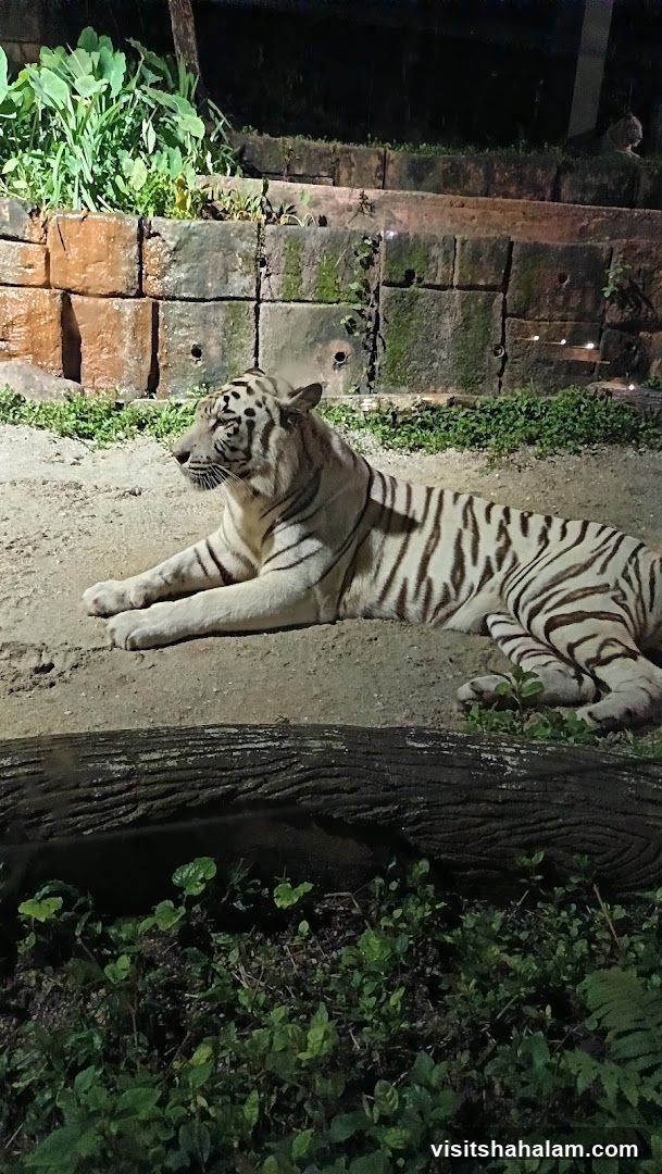 White Tiger Lying Down