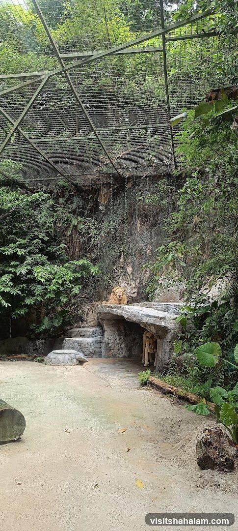 Lions in enclosure