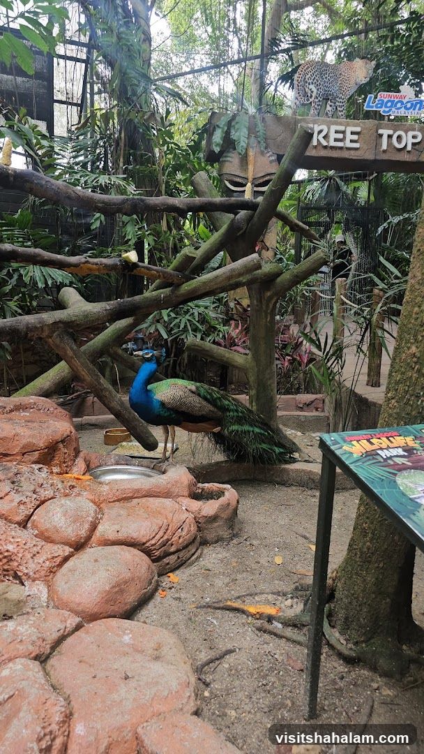 Peacock in a Zoo Enclosure