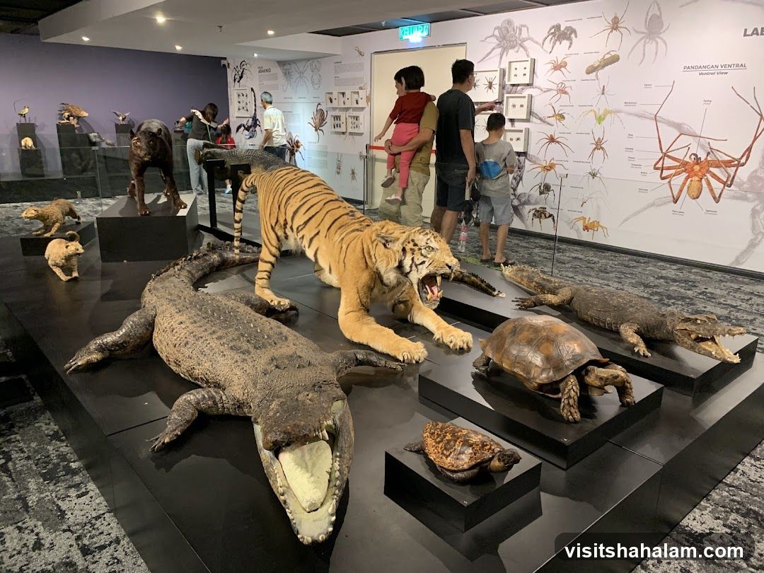 Museum Exhibit
