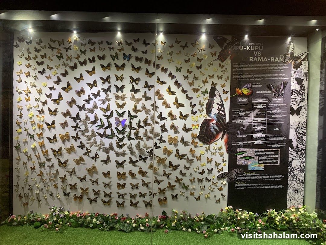 Butterfly Display
