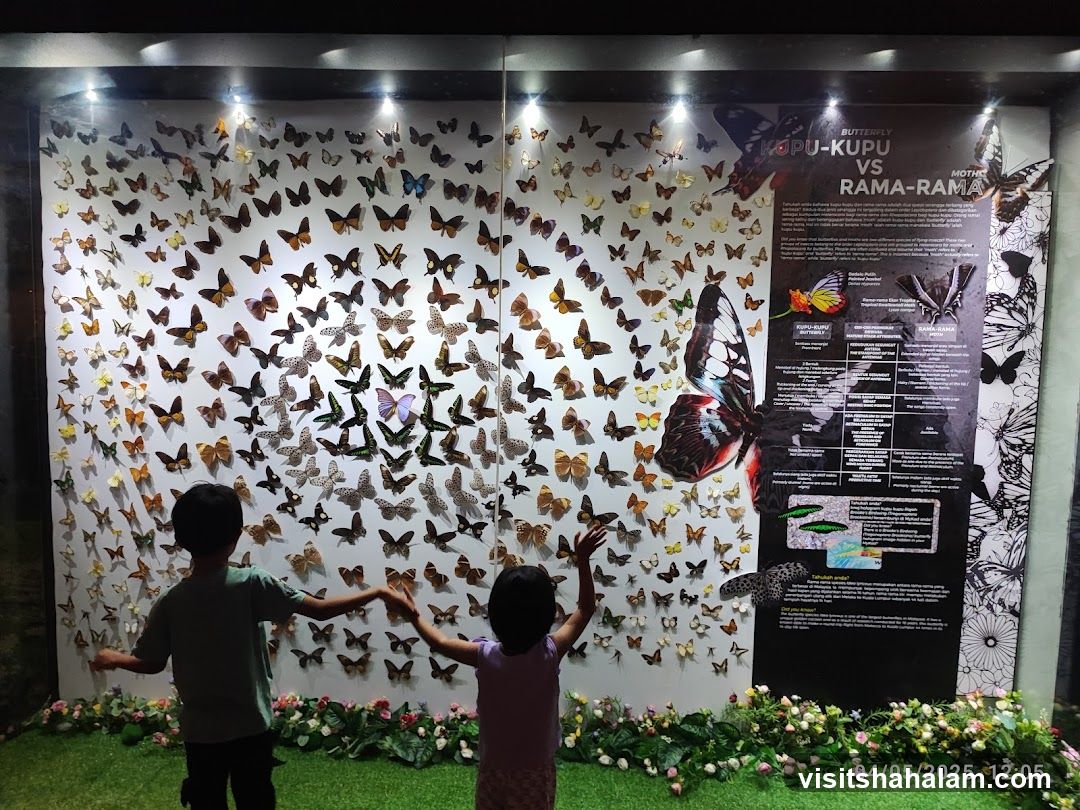 Butterfly Exhibition