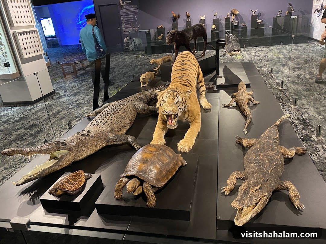 Museum Exhibit of Taxidermied Animals