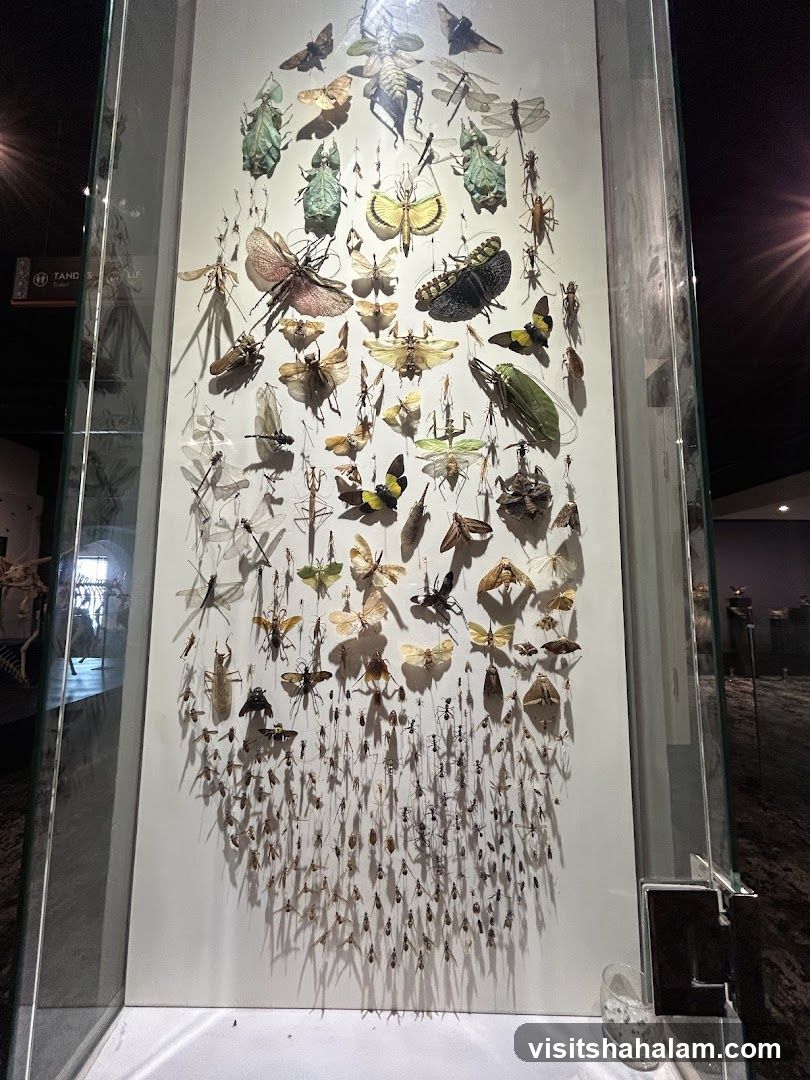 Insect Display