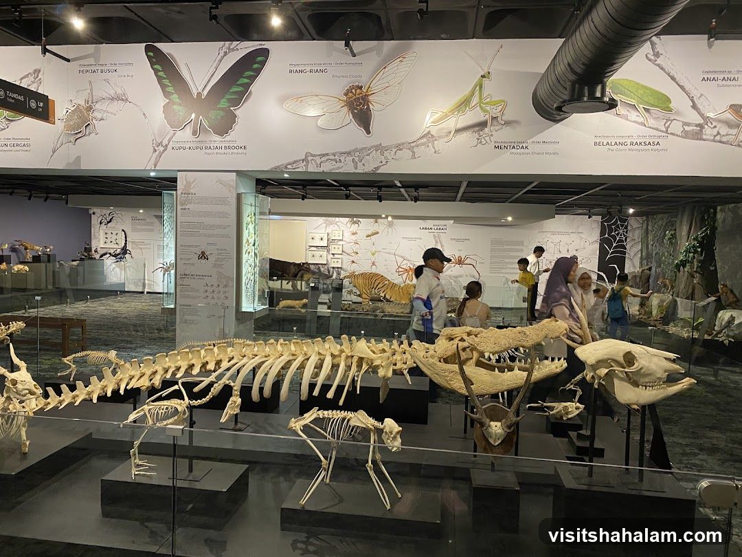 Museum Exhibit