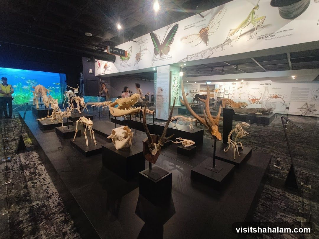 Museum Exhibit