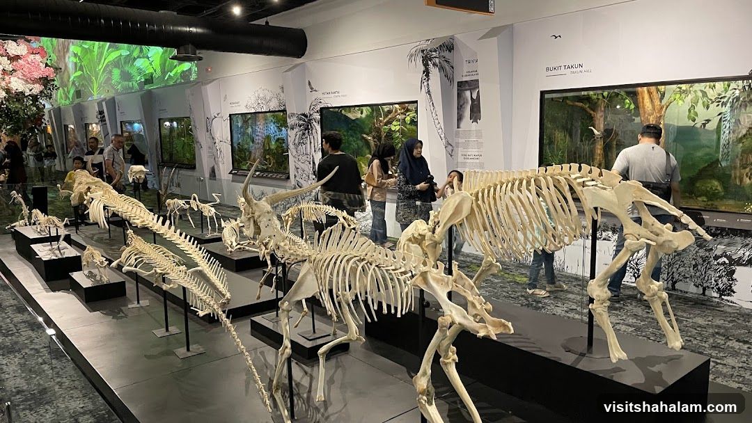 Museum Exhibit of Animal Skeletons