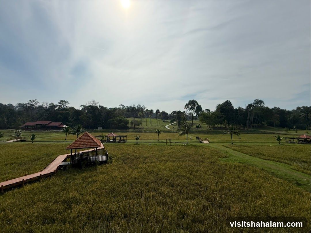 Rice Field Landscape with Boardwalk and Gazebos