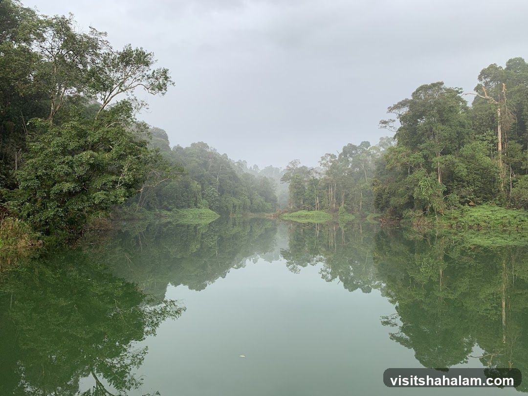 Misty Lake Surrounded by Lush Green Forest
