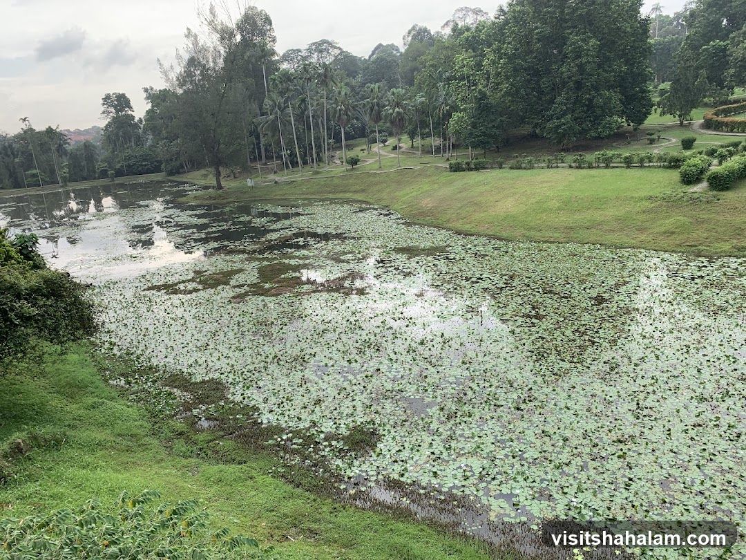 Pond with Lily Pads